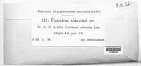Puccinia jaceae image